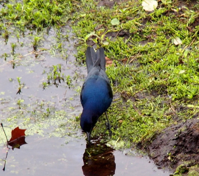 [A straight-on view of the bird with its head dipped to the water. In this light the bird appears to have a blue head and back with grey feathers.]